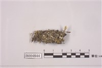 藏品(麩石蕊)的圖片